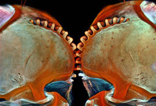 Illustration for article titled The Alien and Eerie Beauty of the Year's Best Microscopic Photos
